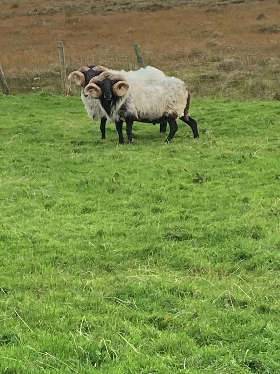 Two sis rams - Image 2