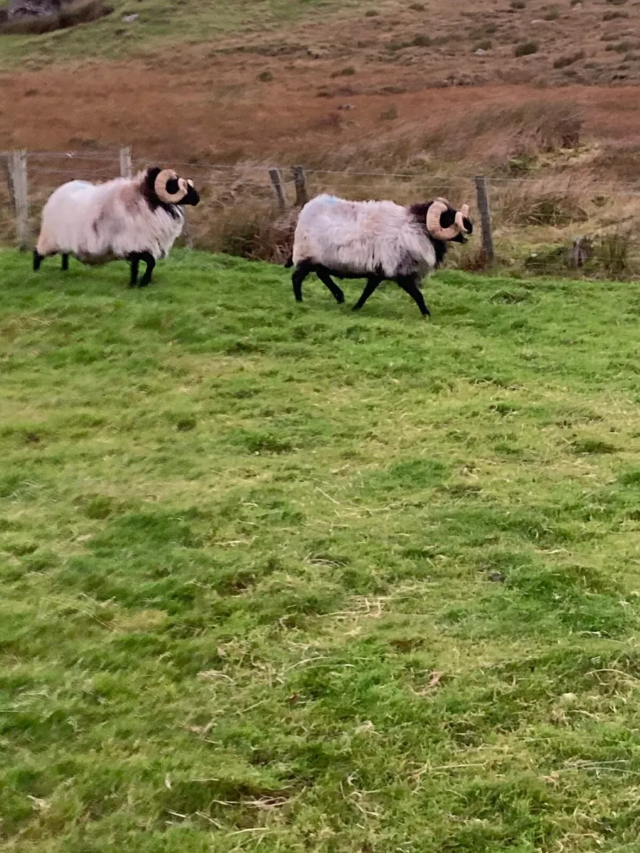 Two sis rams - Image 3