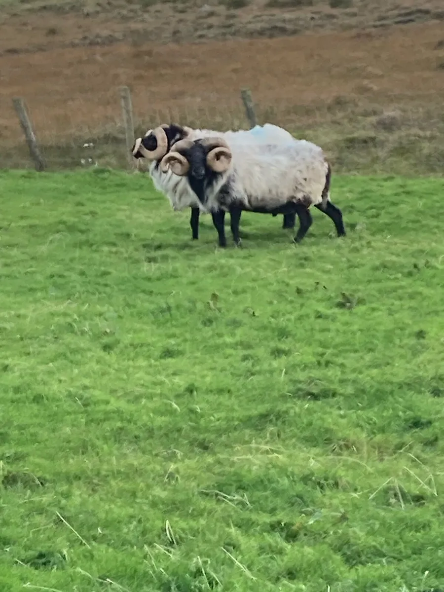 Two sis rams - Image 4