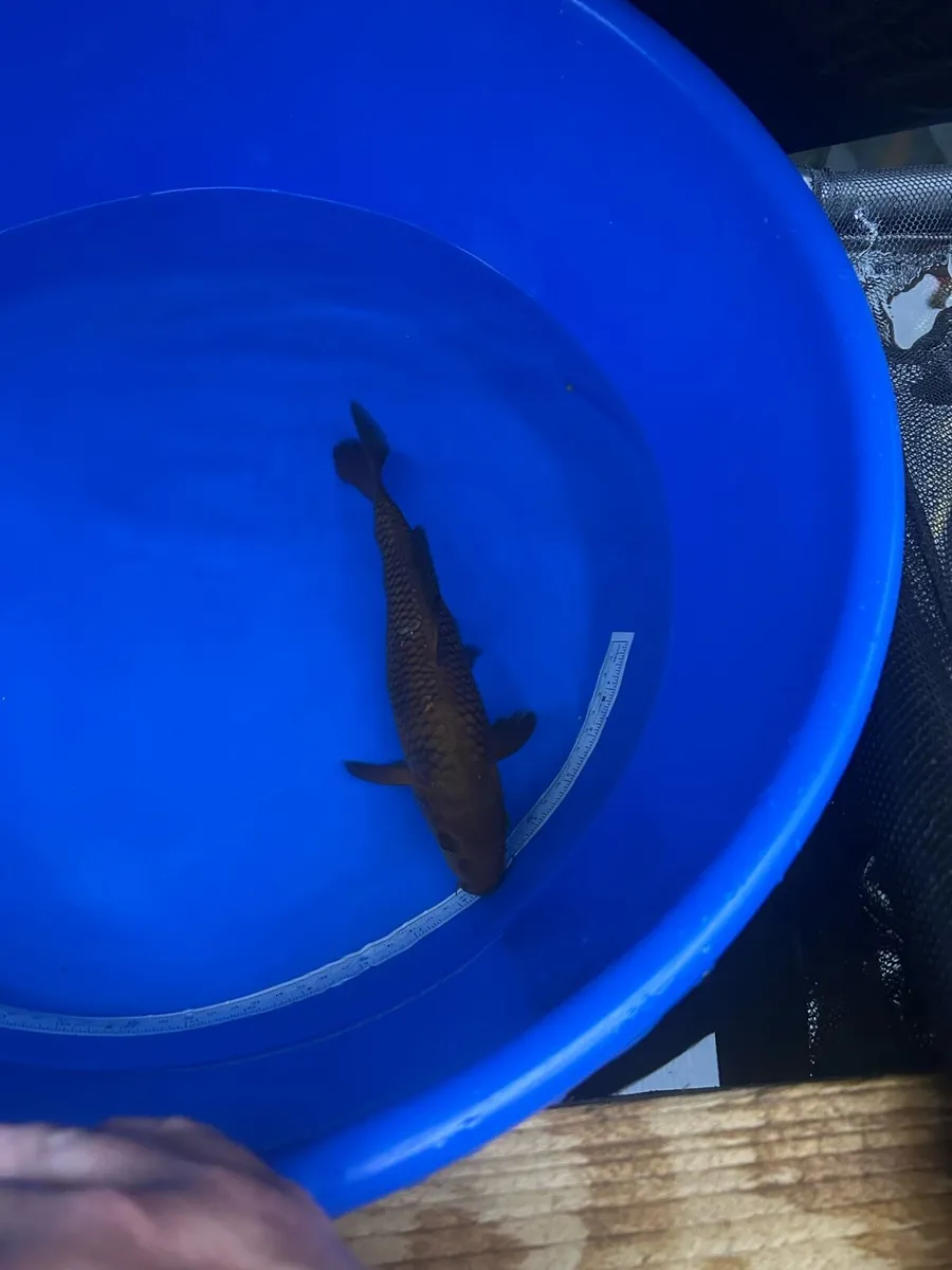 Koi