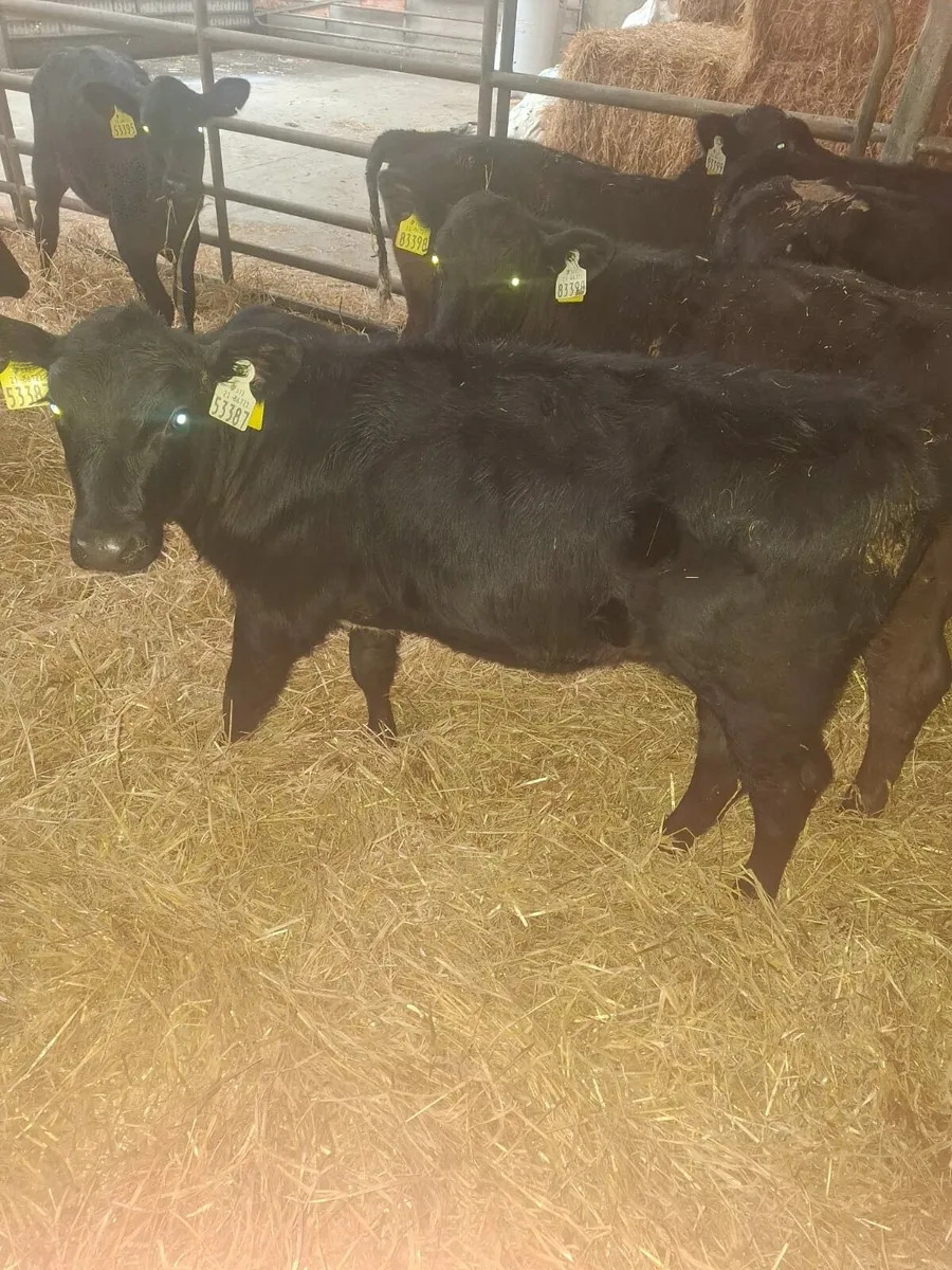 Calves Tuesday Cork Marts Corrin 11.30 ring 3 - Image 1