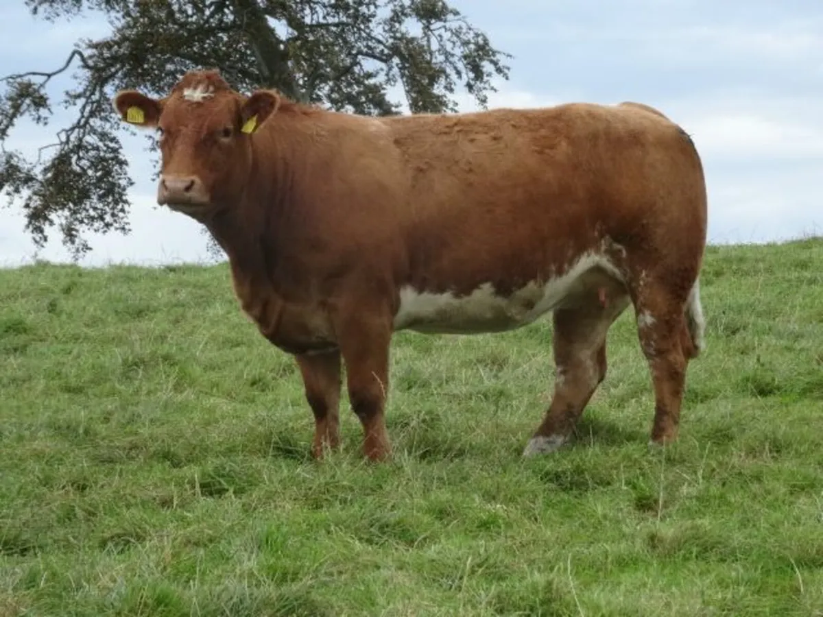 Annual in-calf heifer sale Markethill 16/10 at7.30 - Image 2