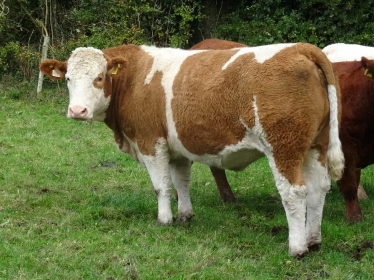 Annual in-calf heifer sale Markethill 16/10 at7.30 - Image 3