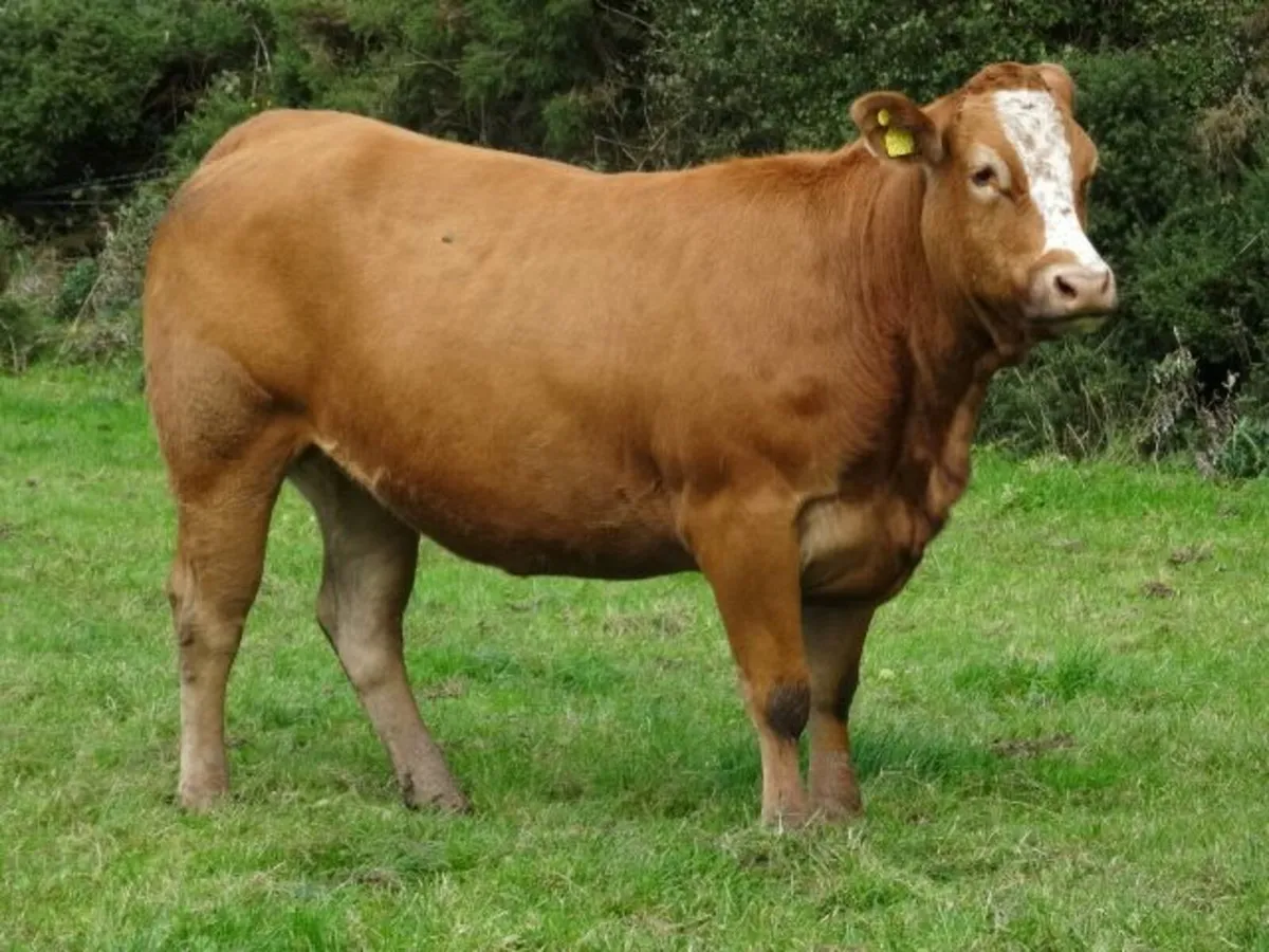 Annual in-calf heifer sale Markethill 16/10 at7.30 - Image 4