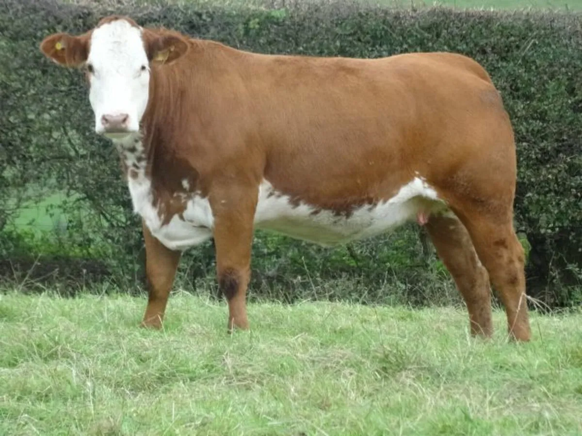 Annual in-calf heifer sale Markethill 16/10 at7.30 - Image 1