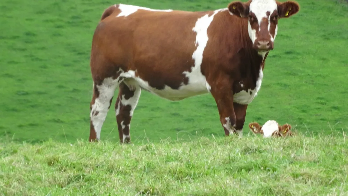 Annual in-calf heifer sale Markethill 16/10 at7.30 - Image 1