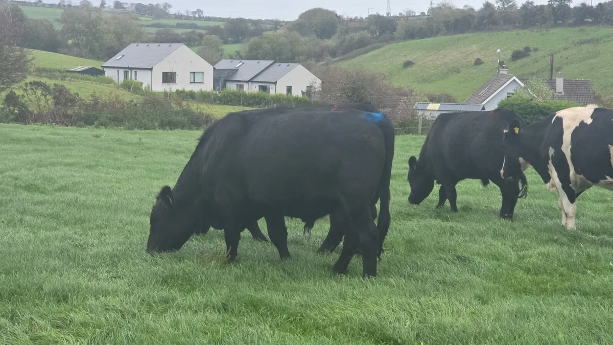 Cork Marts Corrin Cattle - Image 1
