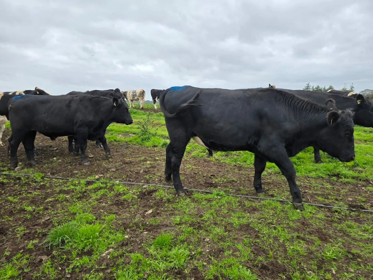 Cork Marts Corrin Cattle - Image 2