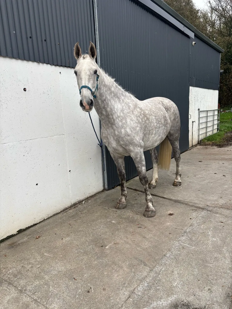 6 yr old Draught gelding - Image 2