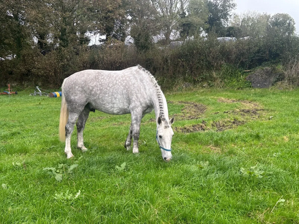 6 yr old Draught gelding - Image 3