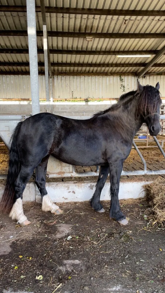 Filly - Image 1