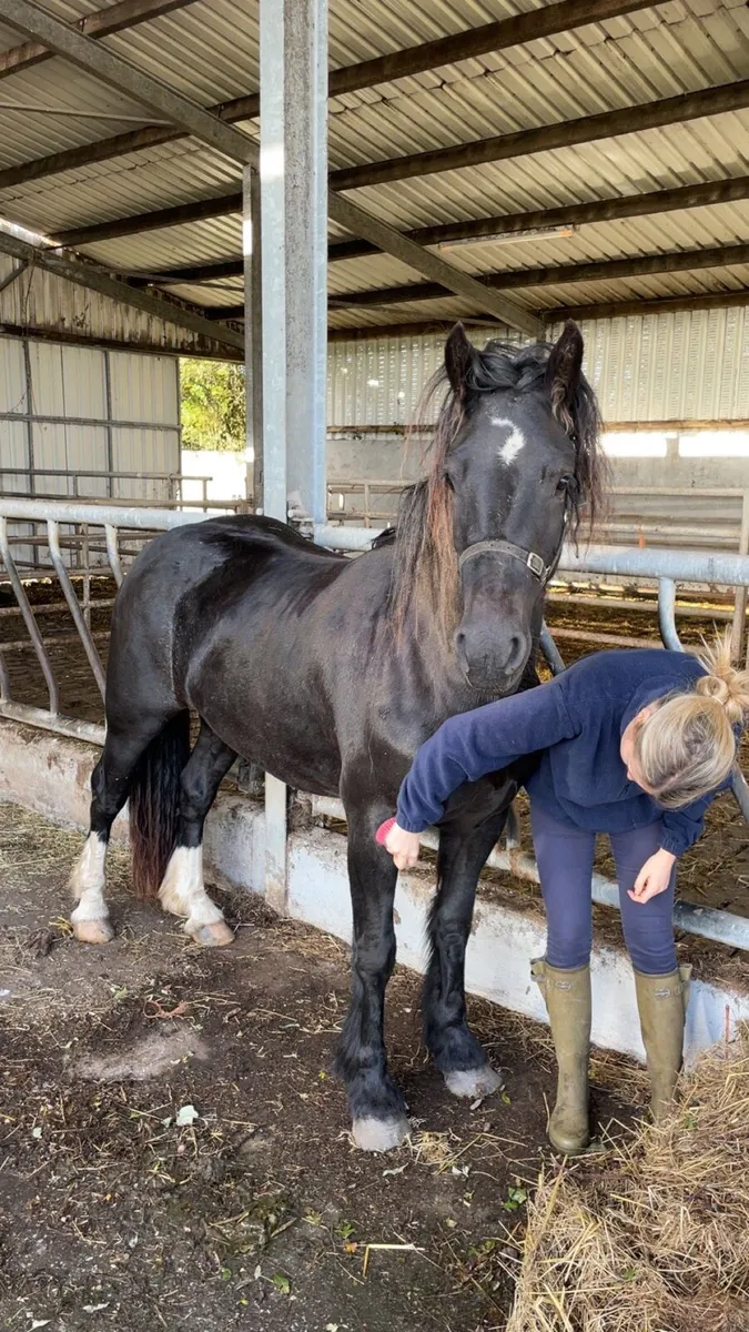 Filly - Image 2