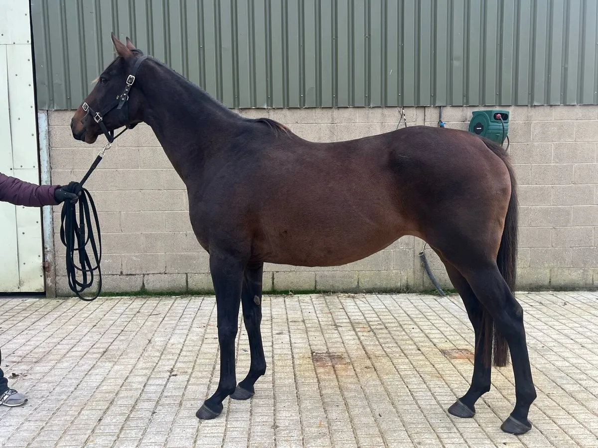 Thoroughbred mare - Image 1