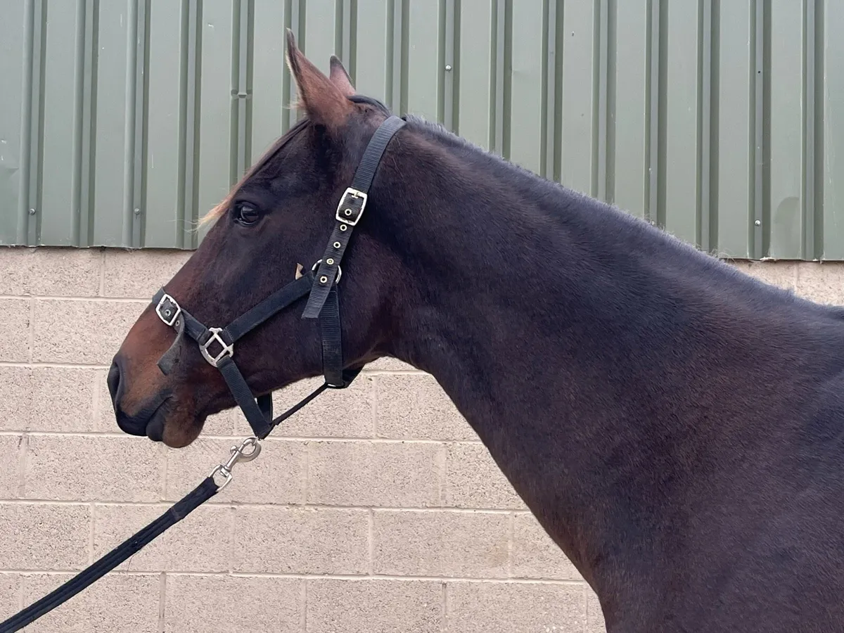 Thoroughbred mare - Image 2