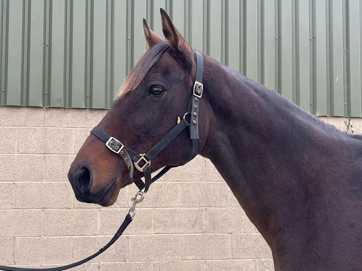 Thoroughbred mare - Image 3