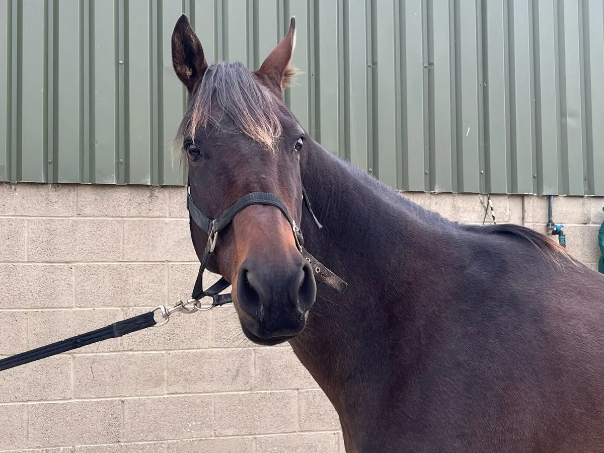Thoroughbred mare - Image 4