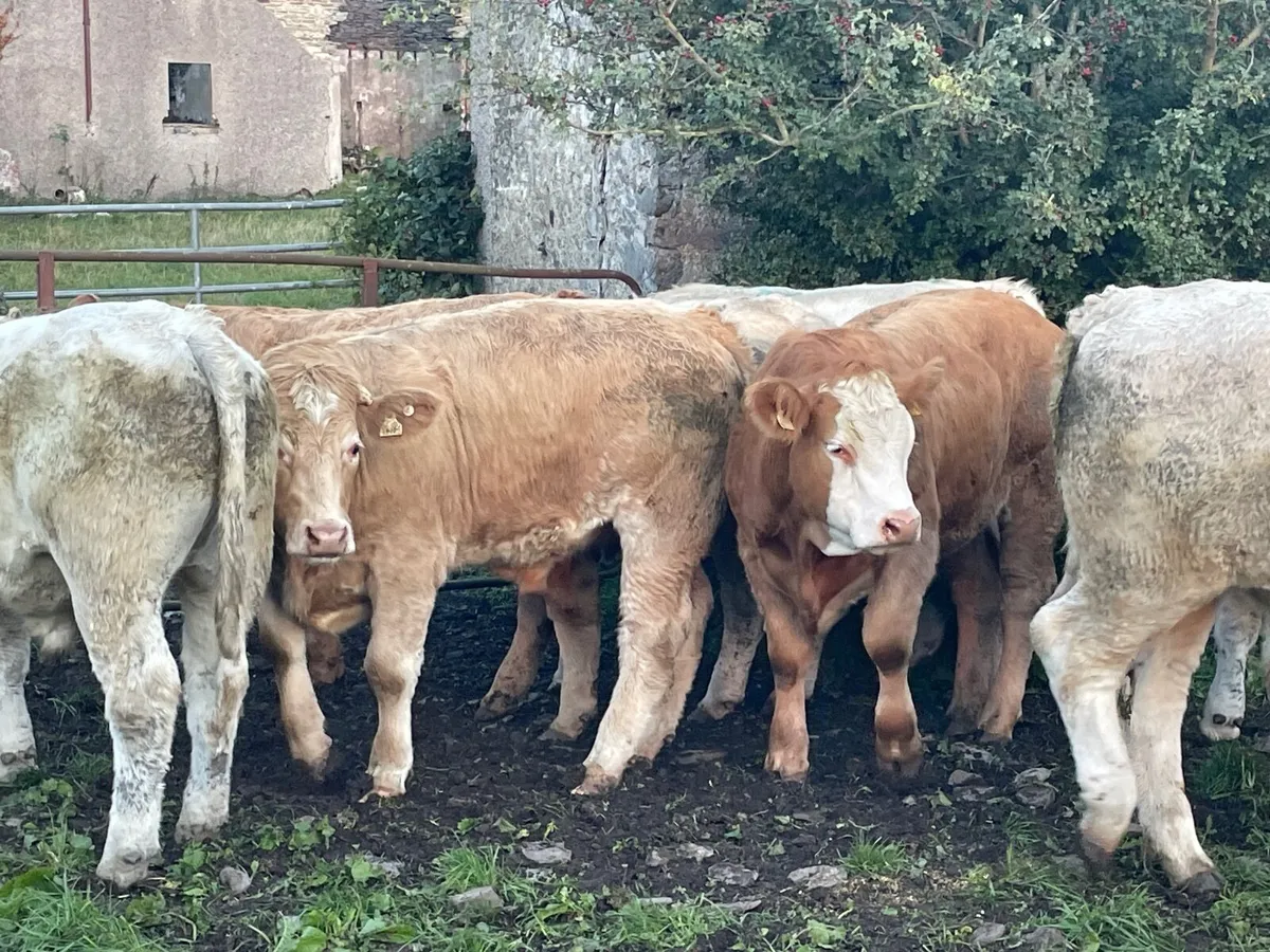 20 super Charlie bullocks 550 / 600 kg - Image 2