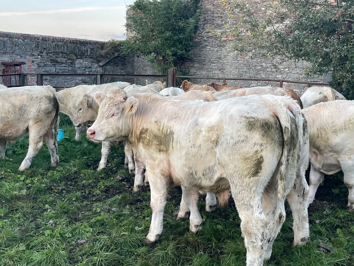 20 super Charlie bullocks 550 / 600 kg - Image 1
