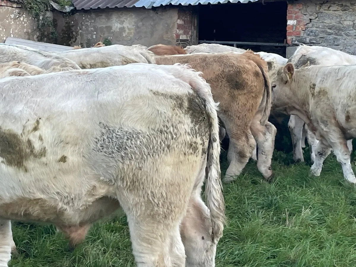 20 super Charlie bullocks 550 / 600 kg - Image 3