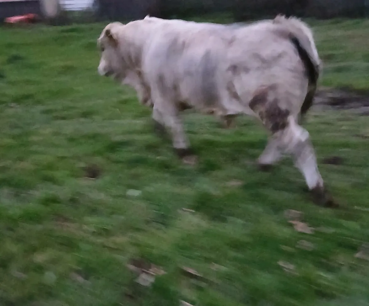 Weanling bulls - Image 2