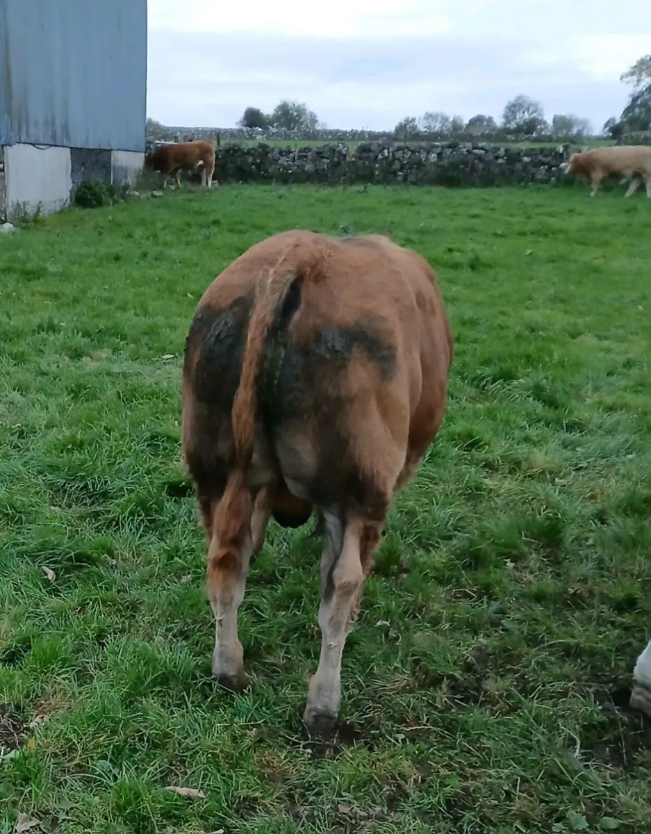 Weanling bulls - Image 3