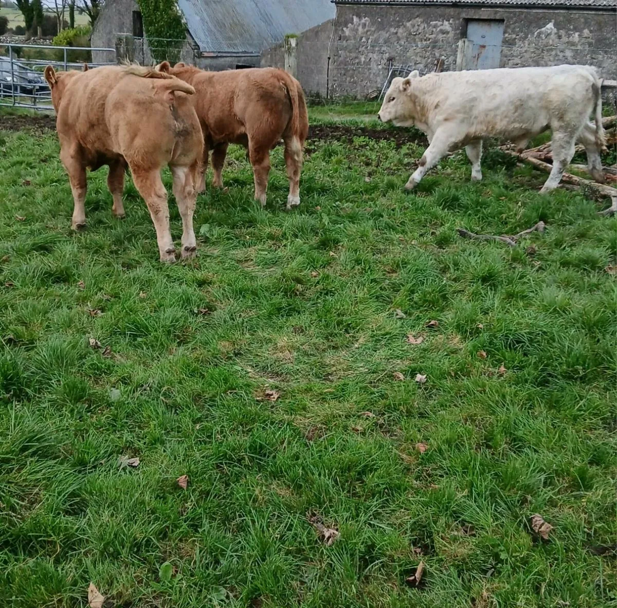 Weanling bulls - Image 4