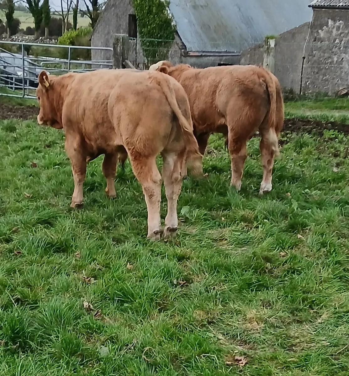 Weanling bulls - Image 1