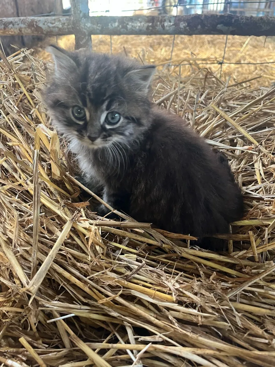 Kittens - Image 1