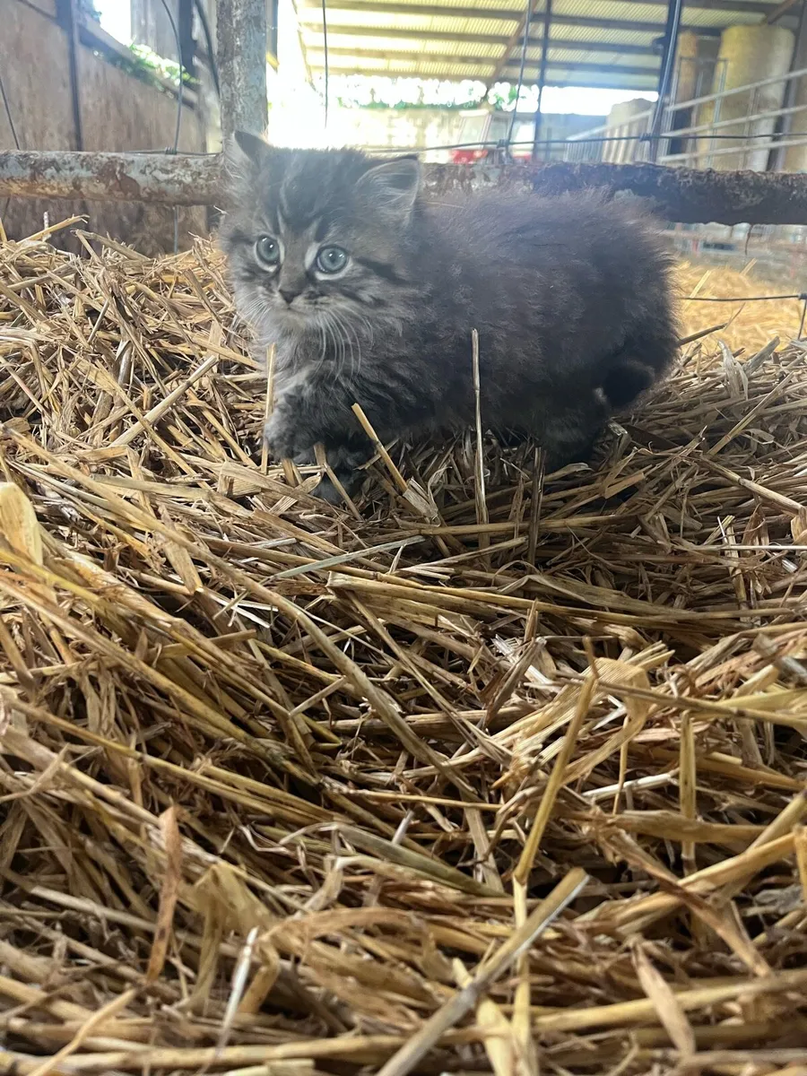 Kittens - Image 2