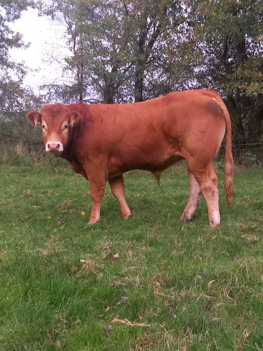 Pbr limousin bull's for sale - Image 1
