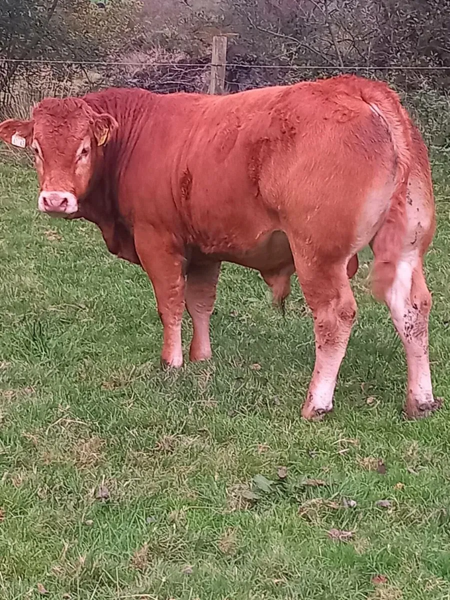 Pbr limousin bull's for sale - Image 2