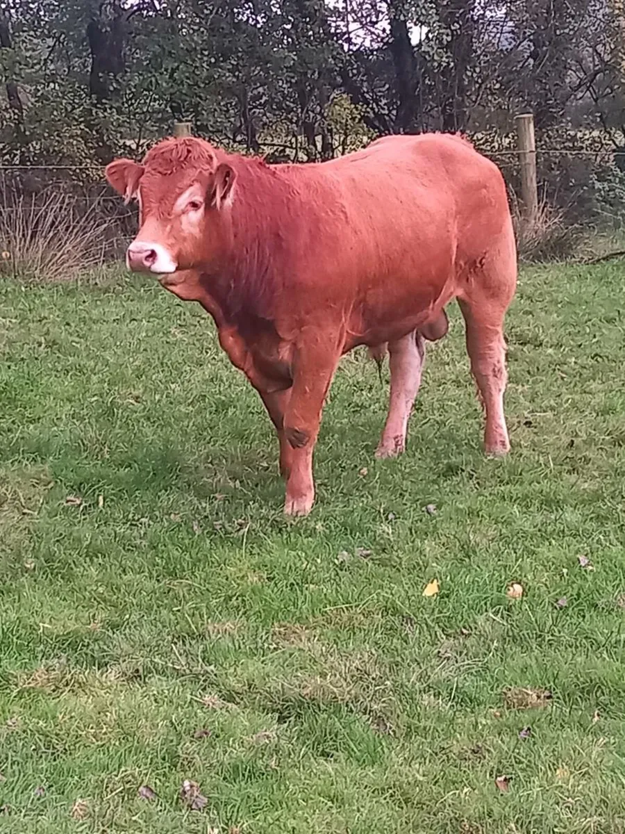 Pbr limousin bull's for sale - Image 3