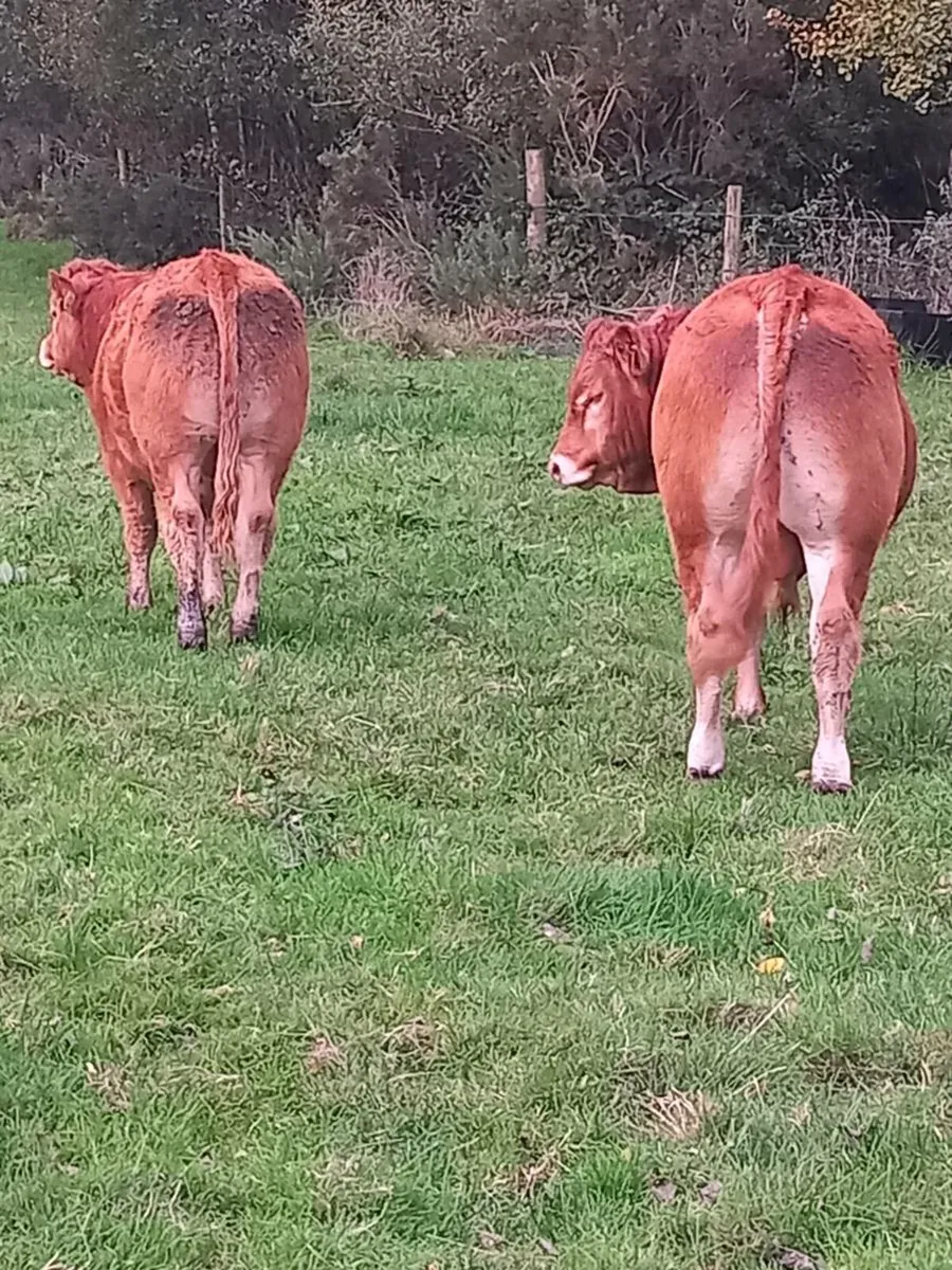 Pbr limousin bull's for sale - Image 4