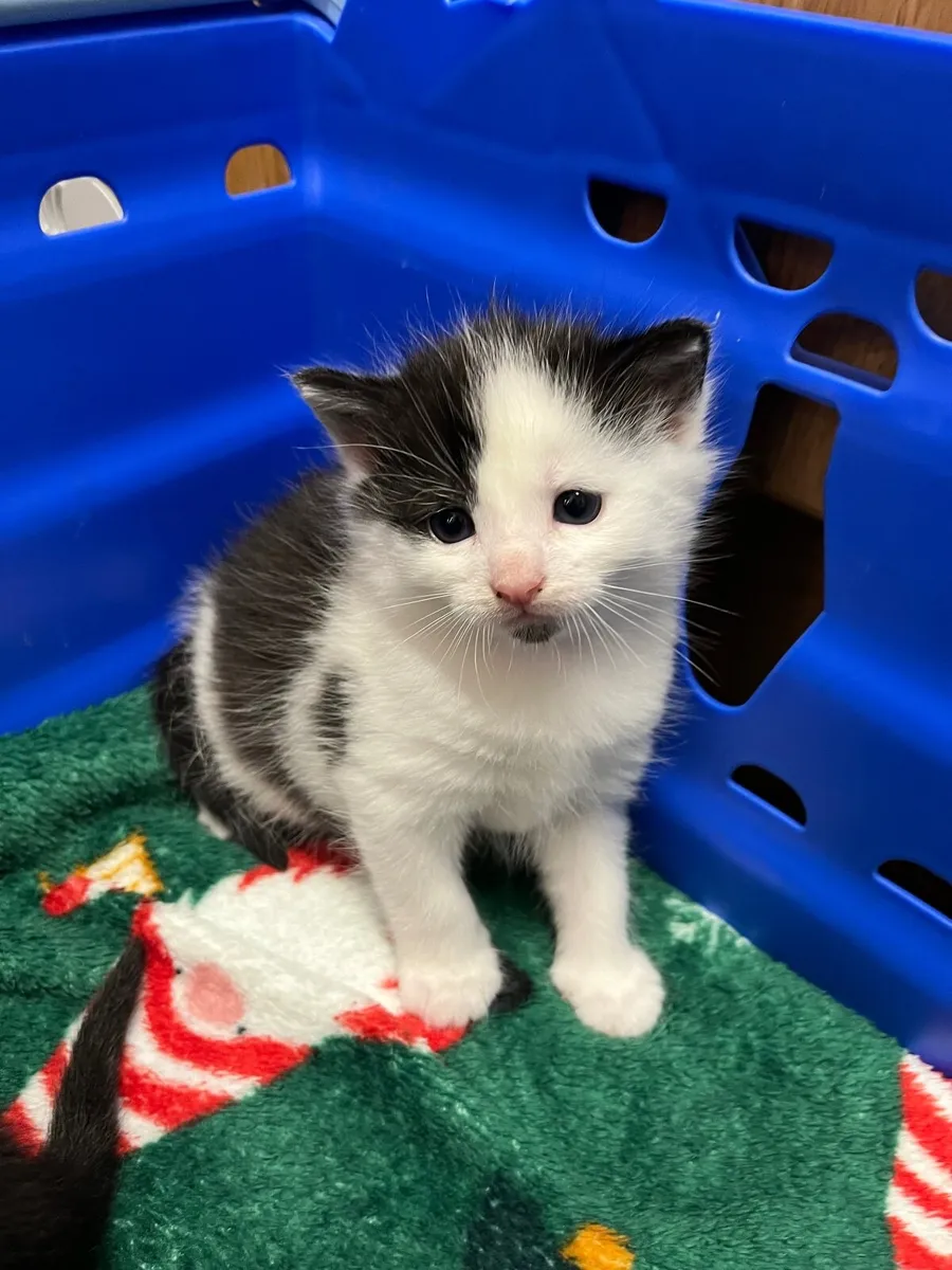 Kittens - Image 1