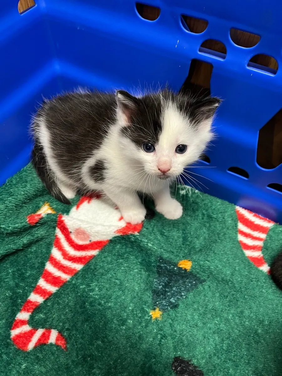 Kittens - Image 3