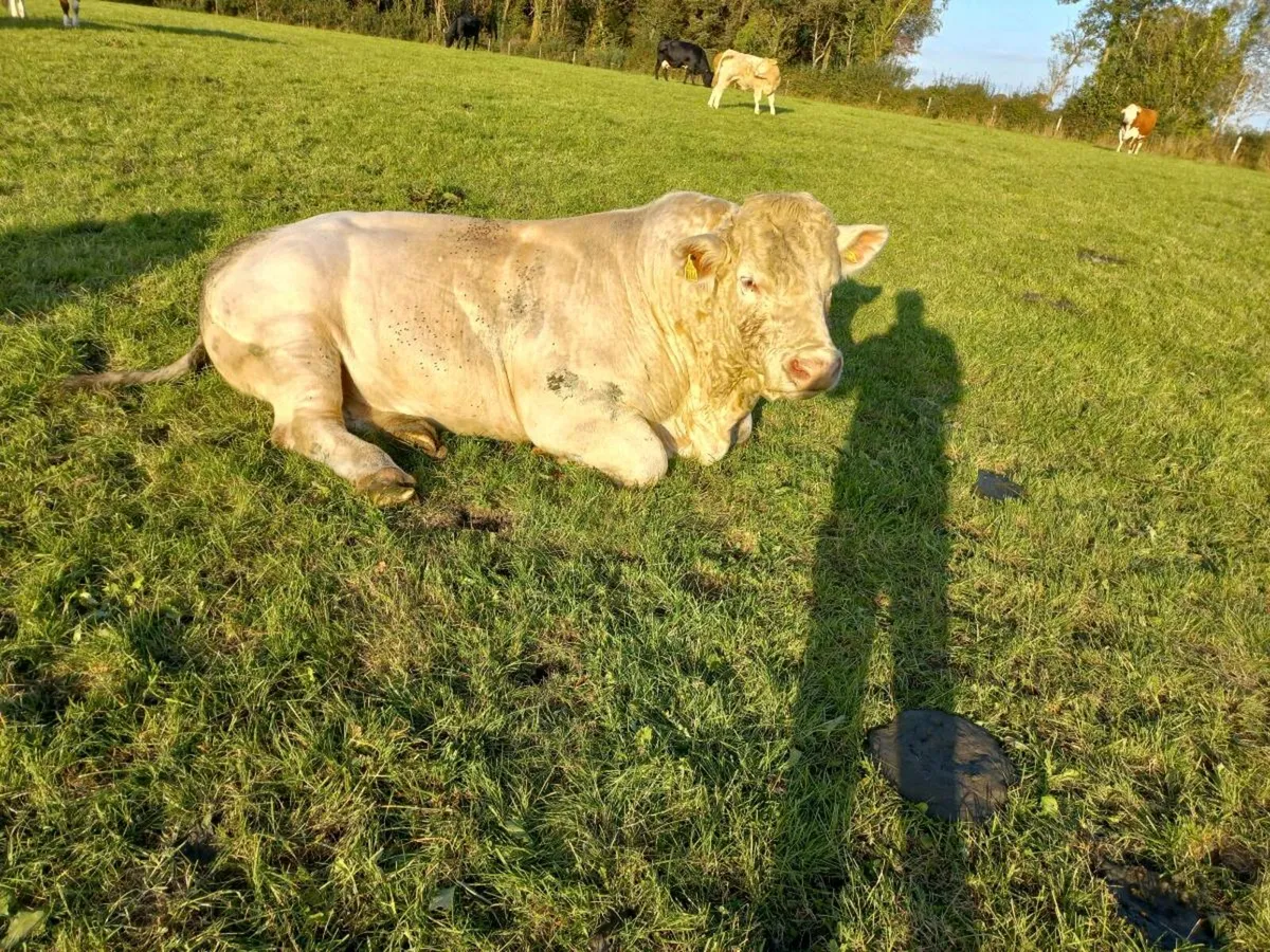 Charolais Bull 5 star - Image 3