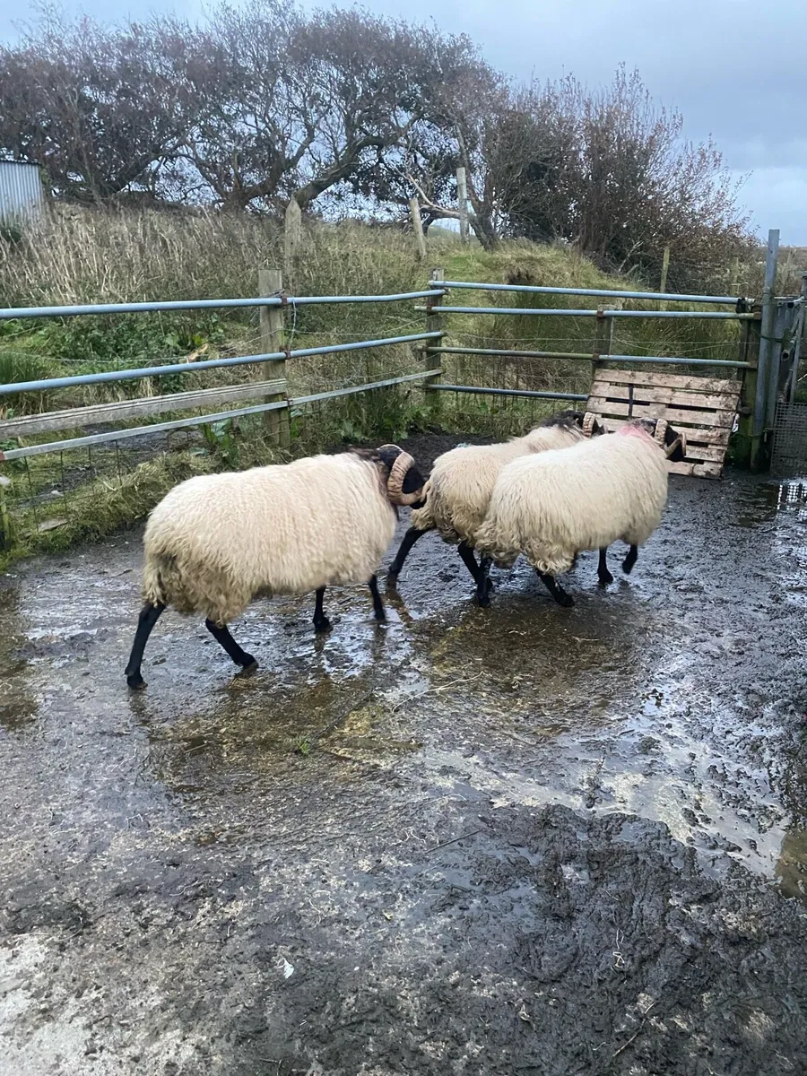 3 BlackfaceMountain Hogget Ram - Image 2