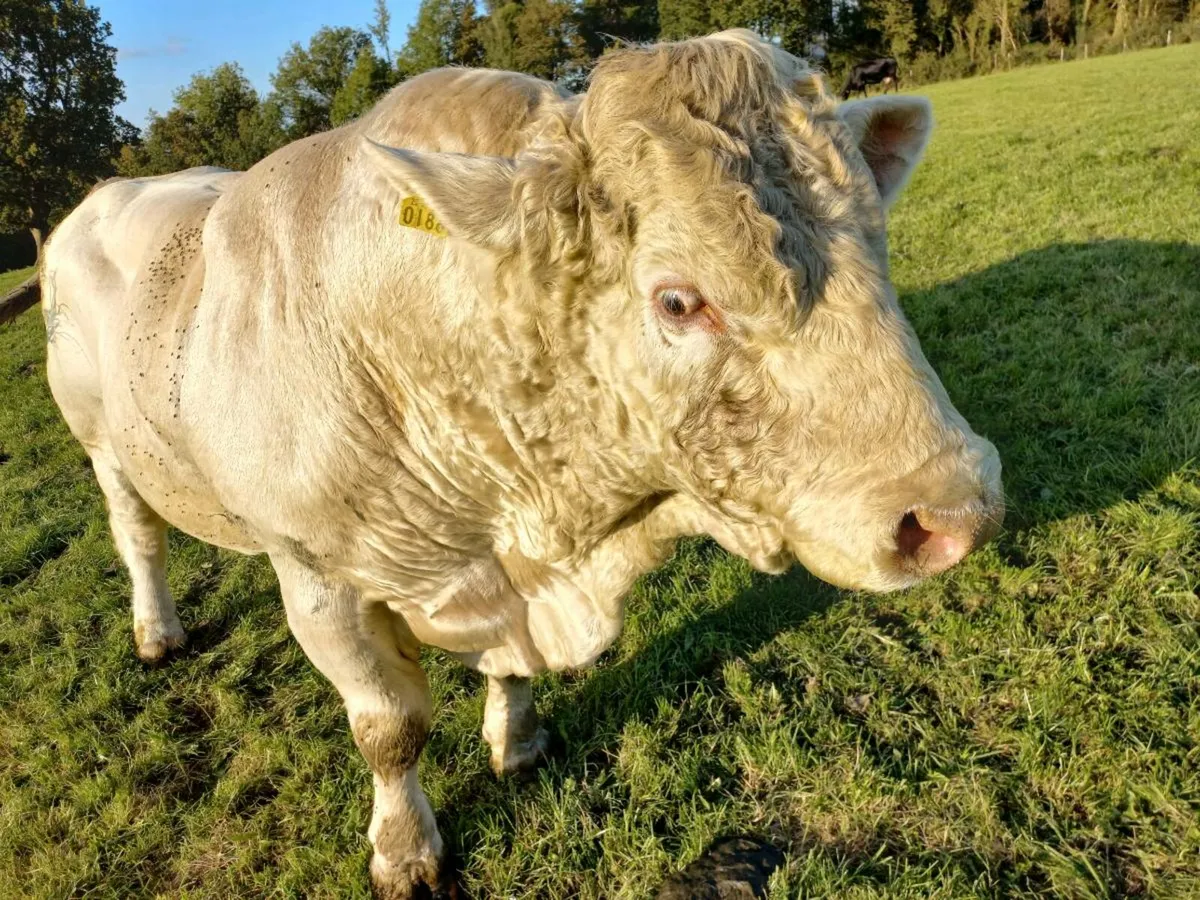 Charolais Bull 5 star - Image 1