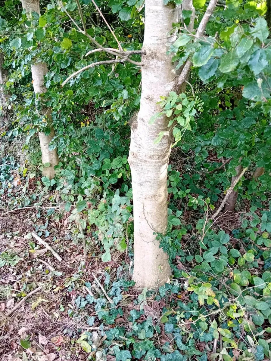 Ash butts for hurls - Image 2