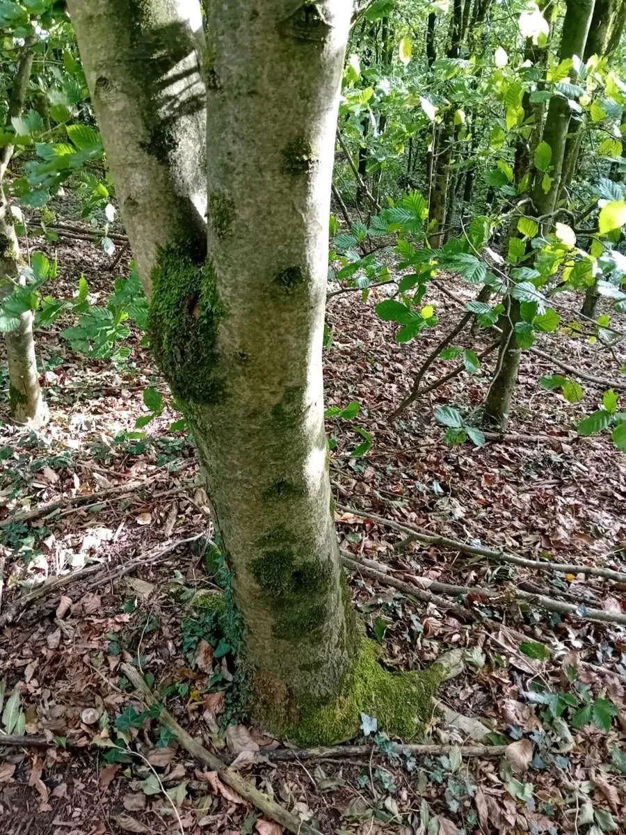 Ash butts for hurls - Image 3