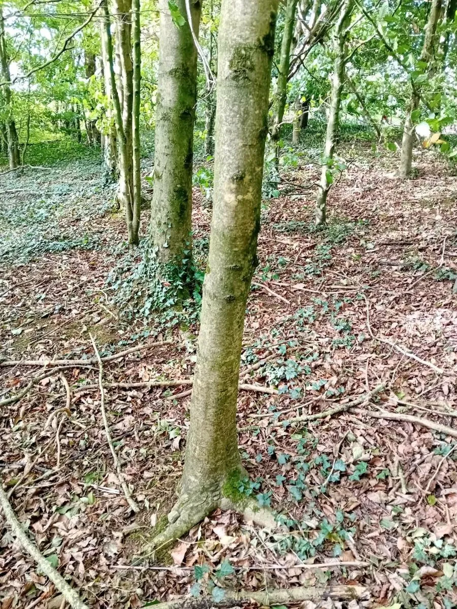 Ash butts for hurls - Image 4