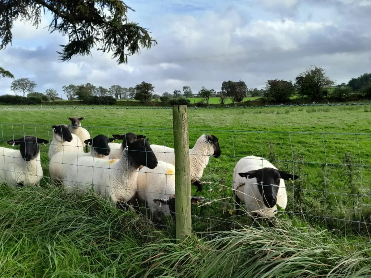 Suffolk-Cross Hogget Ewes