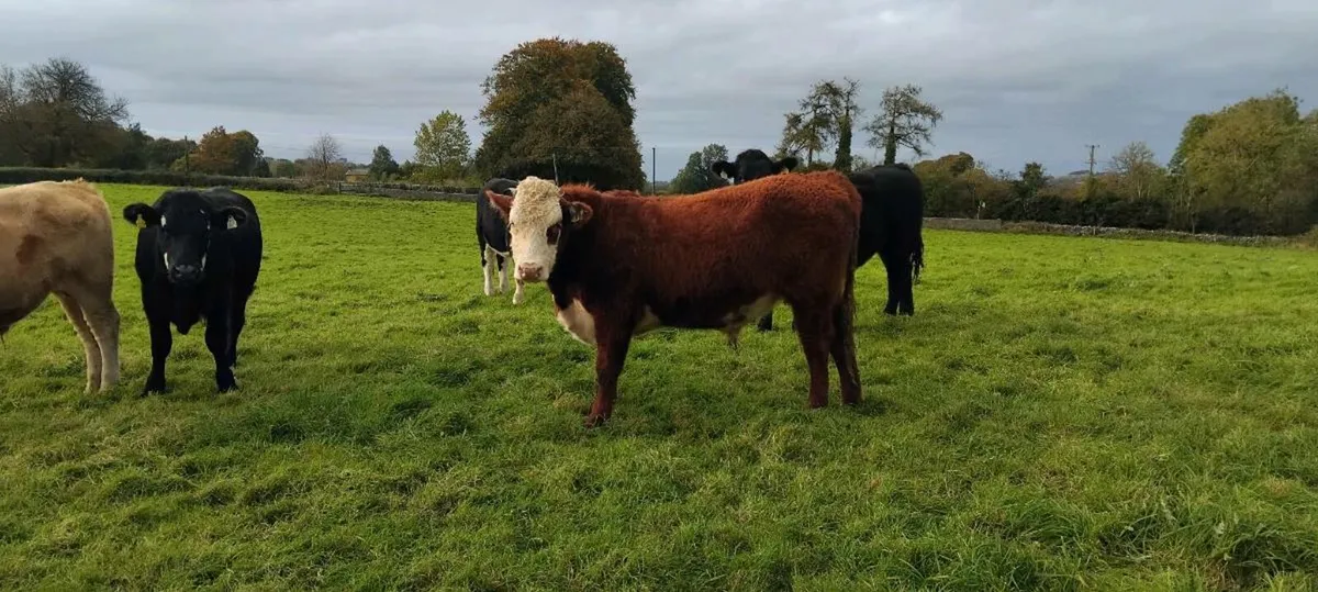 Organic Bullocks - Image 1