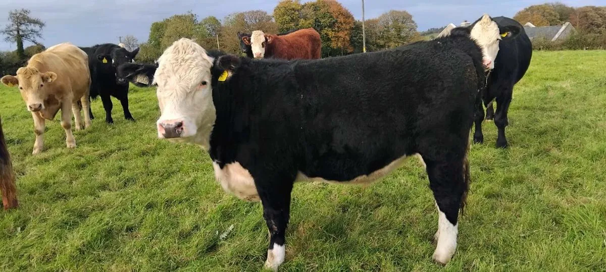 Organic Bullocks - Image 2