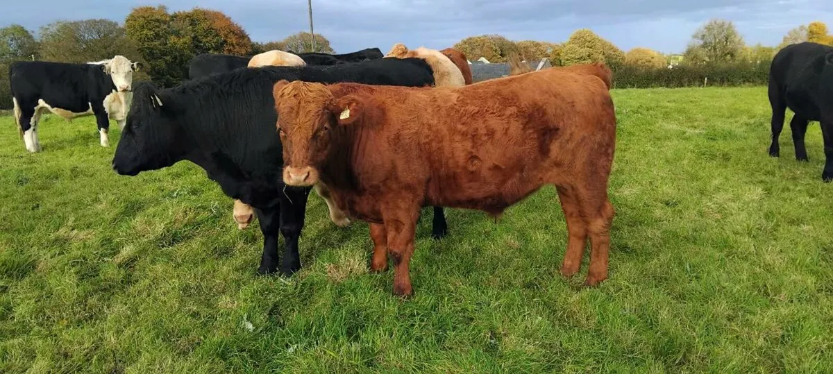Organic Bullocks - Image 3