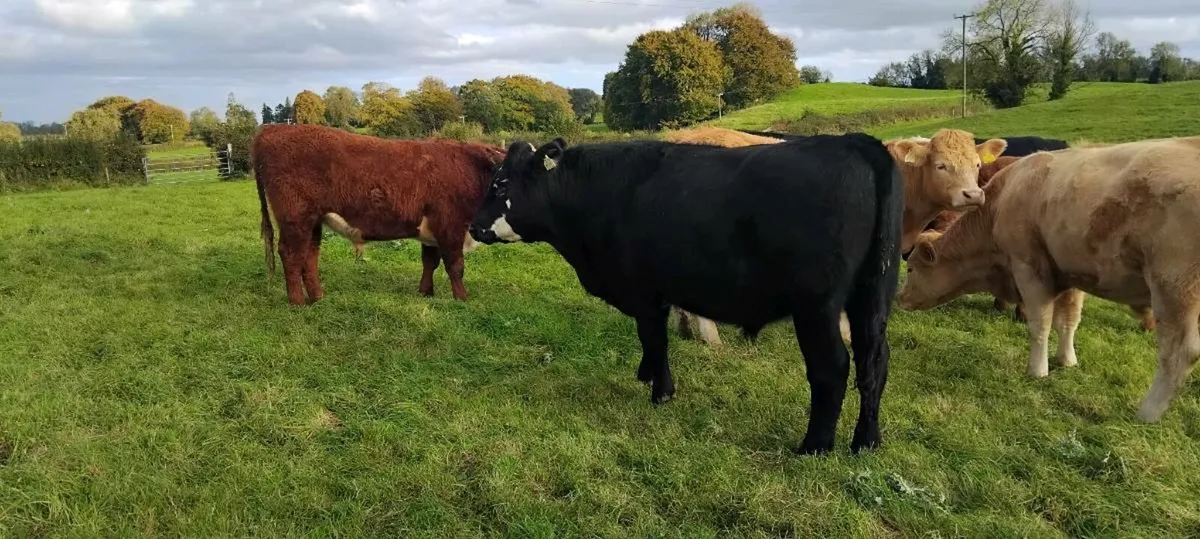 Organic Bullocks - Image 4