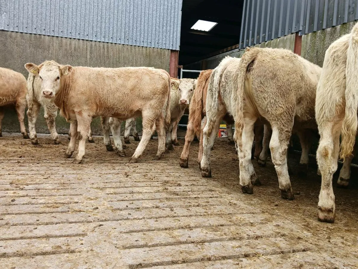 20 Super Charollais Heifers - Image 1