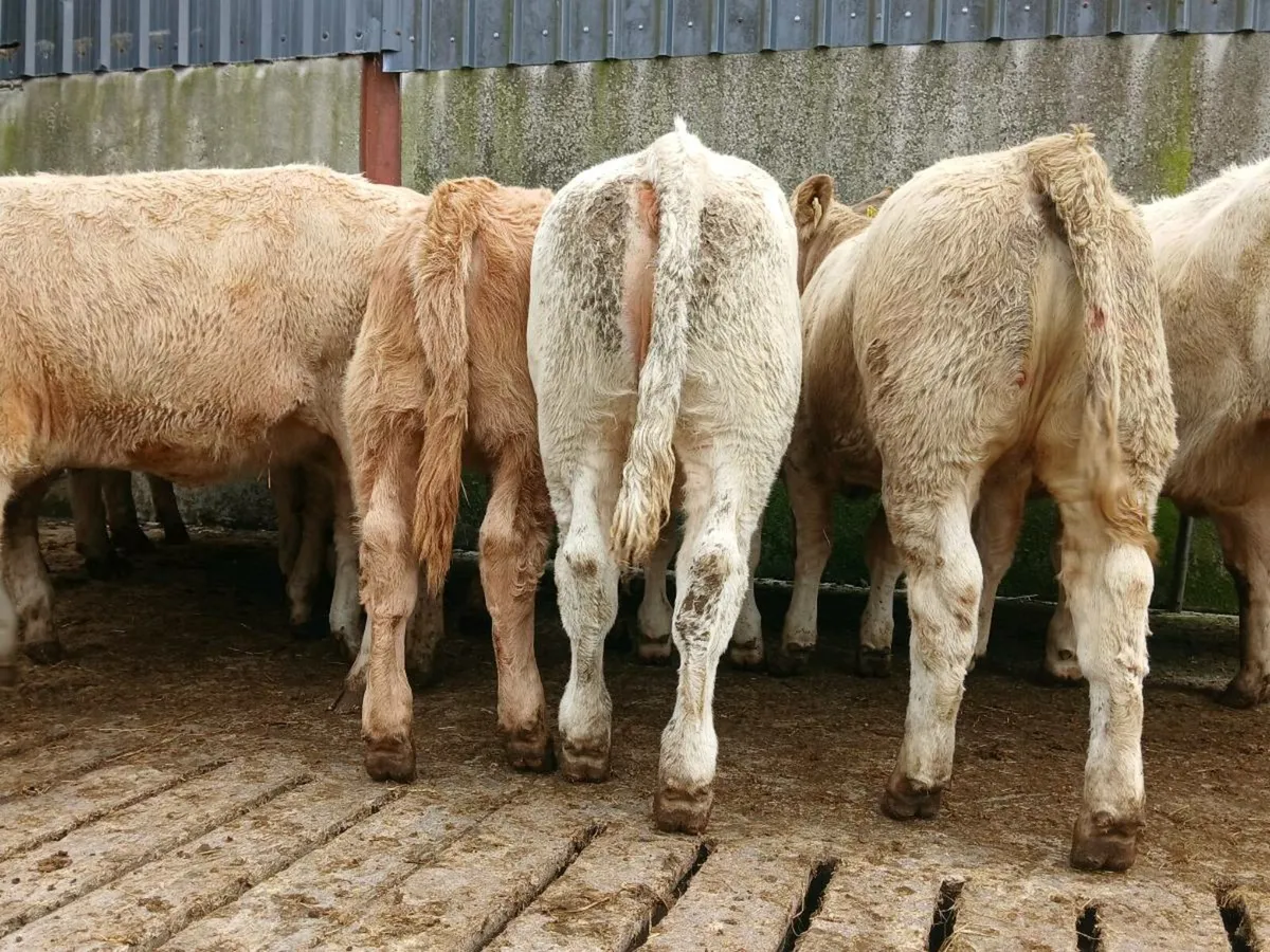 20 Super Charollais Heifers - Image 2