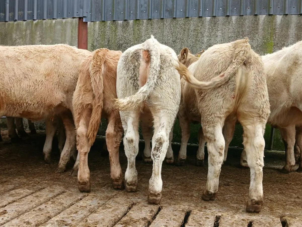 20 Super Charollais Heifers - Image 3