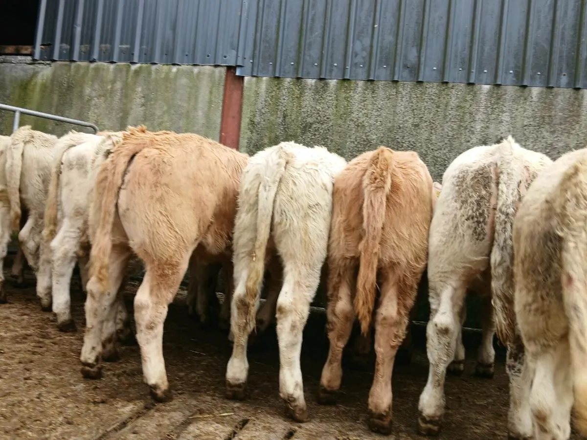 20 Super Charollais Heifers - Image 4